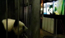 性爱直播电影,揭秘性爱电影背后的秘密世界